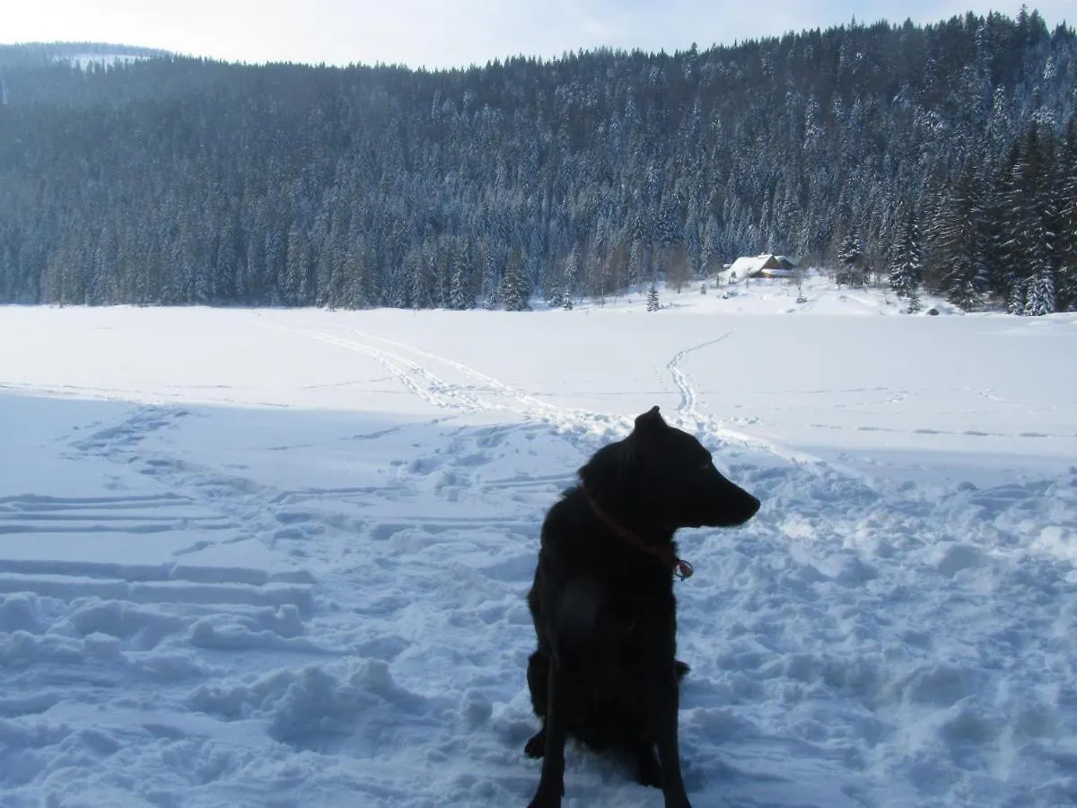 Pension Sonnleit'N - Urlaub Mit Hund Zwiesel Konukevi