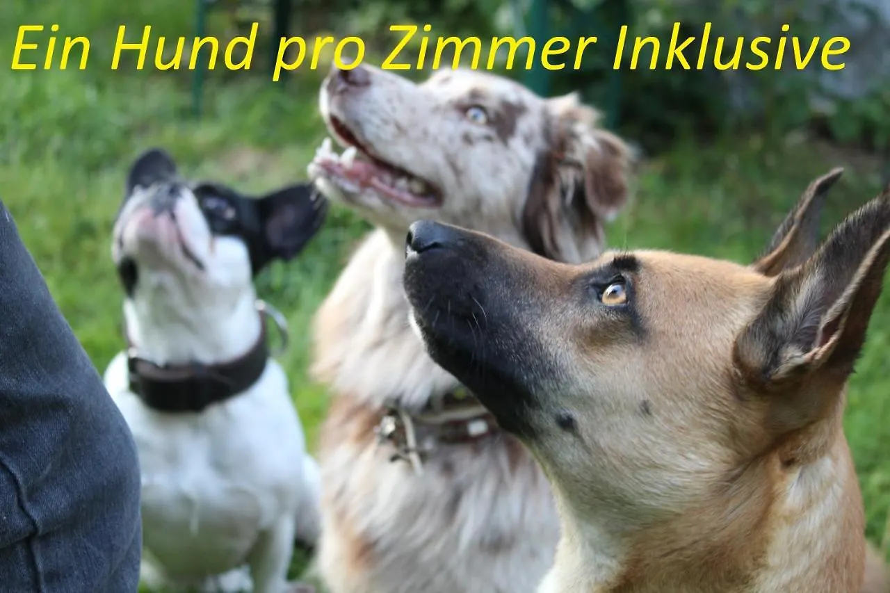 Pension Sonnleit'N - Urlaub Mit Hund Zwiesel 3*,  Almanya
